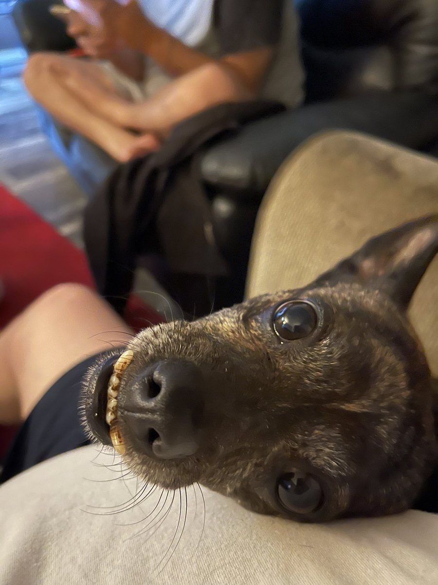 PeterGWM's tweet photo. Hug your buddy, they just want you to be happy. ❤️🐻🐶#snaggle #thelittledog https://t.co/QlFOPrjGCB