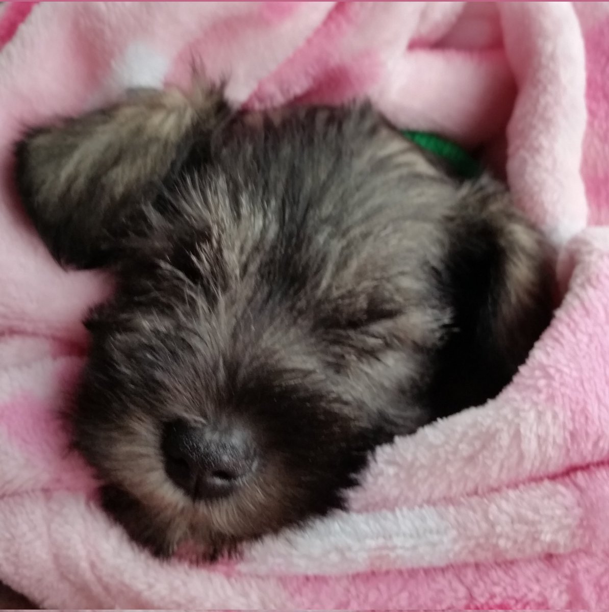 Tomorrow is my 5th birthday. This picture is the day my pawrents took me home on Christmas eve. They say that I'm still their baby. 🐶🎈