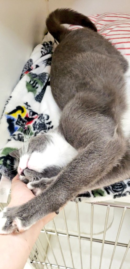 _Nives's tweet photo. My sweet Torrance is safe and warm with us 💙 https://t.co/Wfn2MUBZpc