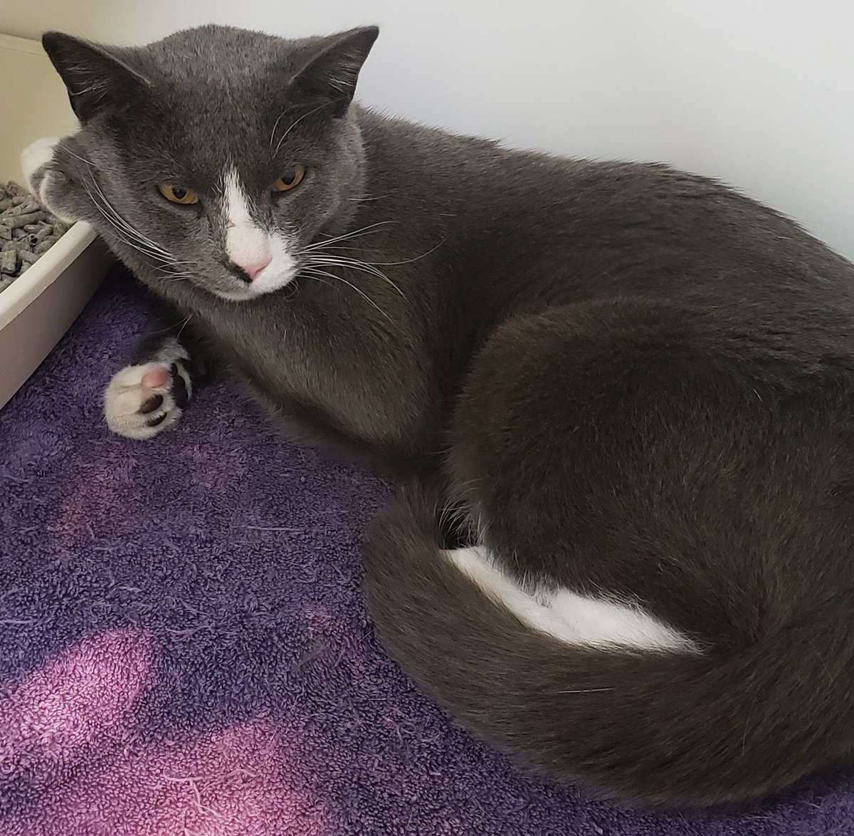 _Nives's tweet photo. My sweet Torrance is safe and warm with us 💙 https://t.co/Wfn2MUBZpc