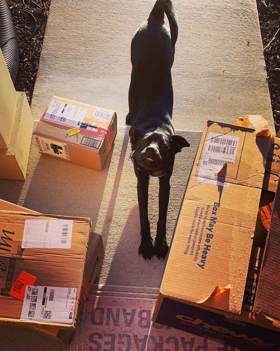 Briitters983's tweet photo. @Chewy  it’s good to be a pup! https://t.co/oVELJOdA4B