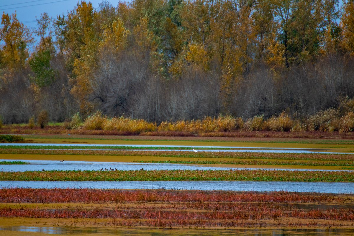 JoeGrins's tweet photo. Photo Journal 11/14/2021
Link in bio!
#birds #blog #blueherons #herons #landscapes #macro #mushrooms #nature #Oregon #Oregonparks #photoblog #photography #Portland #SmithandBybee #SmithandBybeeWetland #NaturePreserve #macrophotography #fall #autumn https://t.co/hWv7WJ9XER