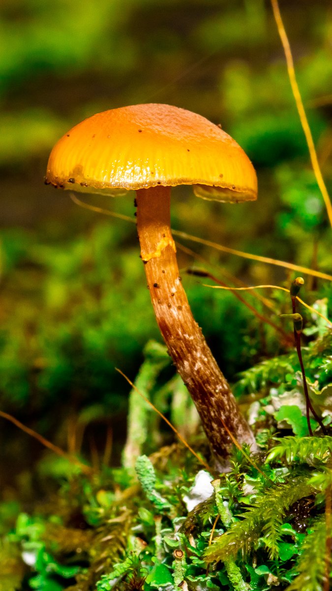 JoeGrins's tweet photo. Photo Journal 11/14/2021
Link in bio!
#birds #blog #blueherons #herons #landscapes #macro #mushrooms #nature #Oregon #Oregonparks #photoblog #photography #Portland #SmithandBybee #SmithandBybeeWetland #NaturePreserve #macrophotography #fall #autumn https://t.co/r67hhjjX3w