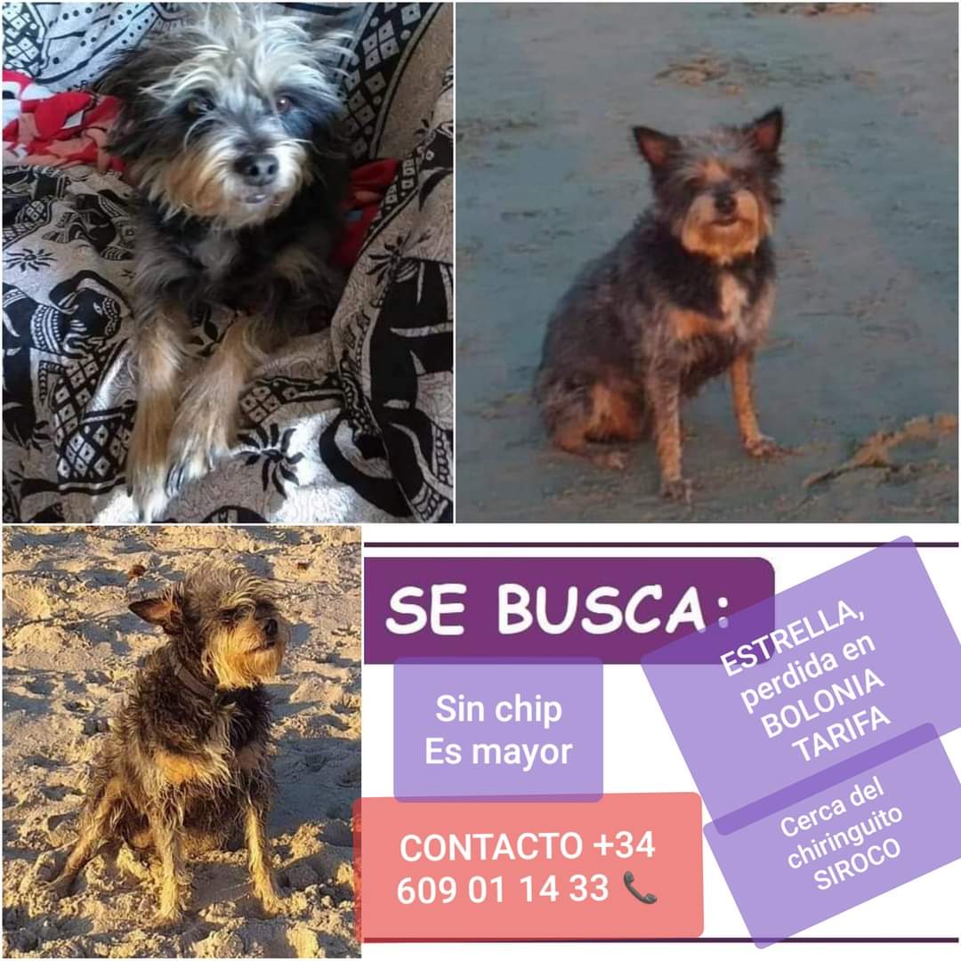 PetsLalinea's tweet photo. ESTRELLA #perdida   #Bolonia, #TARIFA
Es mayor, sin chip
CONTACTO  609 01 14 33
#SEBUSCA DESESPERADAMENTE‼️

Perrita llamada Estrella.🌟🐕
Tamaño pequeño/mediano.Se perdió en Bolonia, cerca del #ChiringuitoSirocco .🌴

https://t.co/PKSqPyl1RL https://t.co/x61WtnK3kW