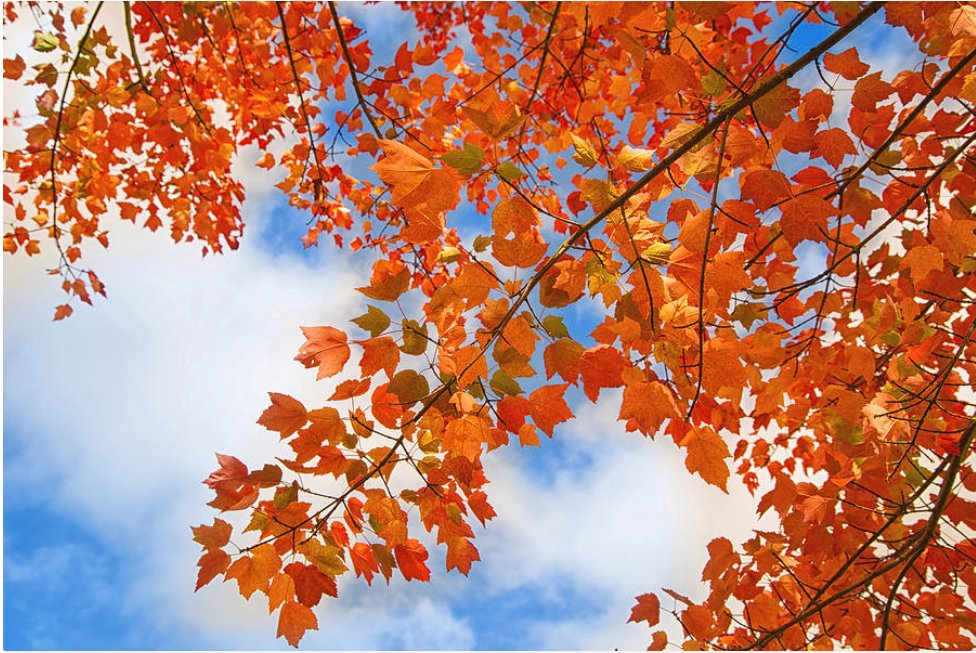 KunalMehraPhoto's tweet photo. A strange flower
for birds and butterflies,
the autumn sky - #MatsuoBasho

#AutumnColors in #PortlandOregon #BashoHaikus #BashoAutumnHaikus #AutumnHaikus #AutumnPoems #PortlandAutumnColors

https://t.co/TUIXfvejQc https://t.co/LyYoByPDHK