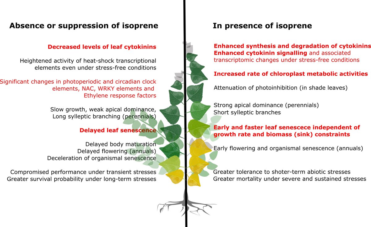 NewPhyt's tweet photo. Recently accepted in New Phyt 🌱

📖 @BerhinAlice et al. #Review #CuticleDevelopment https://t.co/13hgePQW2k

📖 Srikanta Dani et al. #senescence https://t.co/HrULBj2hdp

📖 @suyashpatil7 et al. #rice @FrannyBarbs @cabeveridge29 https://t.co/kMxe0t6WGx https://t.co/JjoEkVwAet