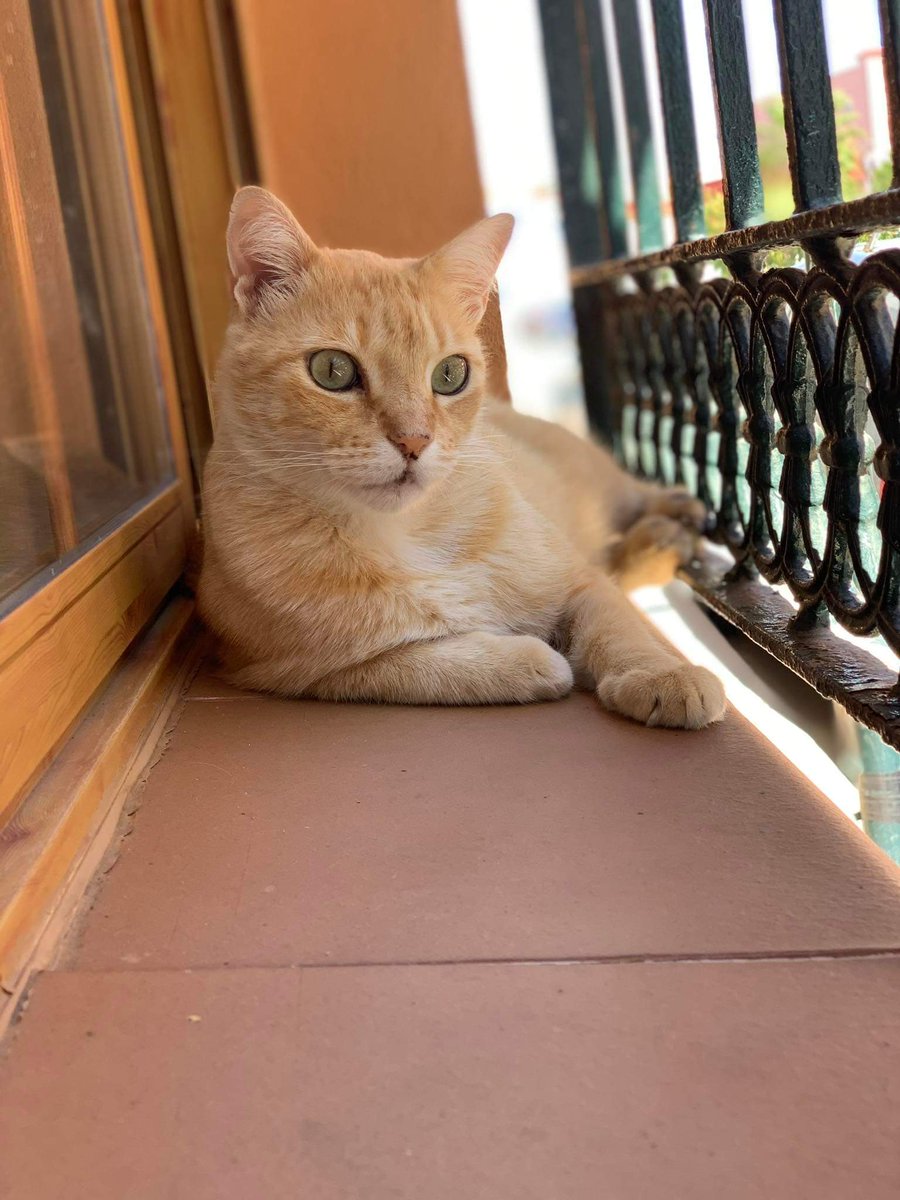 PetsLalinea's tweet photo. GARFIEL
❌#PERDIDO  #ATUNARA
#LALÍNEA #lalineadelaconcepcion 
CASTRADO CON CHIP ❌
CONTACTO 652 48 7343

Hola buenas he perdido una mascota por el barrio Atunara, al principio de la calle Oquendo, Garfield es muy amigable y confiado
📍
https://t.co/tjVXtPDWdk https://t.co/PbegSUu8hN