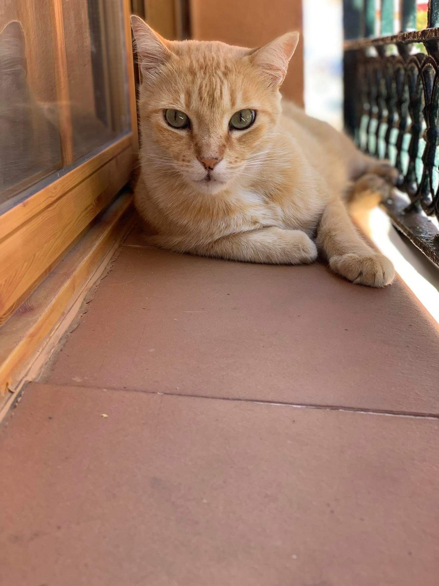 PetsLalinea's tweet photo. GARFIEL
❌#PERDIDO  #ATUNARA
#LALÍNEA #lalineadelaconcepcion 
CASTRADO CON CHIP ❌
CONTACTO 652 48 7343

Hola buenas he perdido una mascota por el barrio Atunara, al principio de la calle Oquendo, Garfield es muy amigable y confiado
📍
https://t.co/tjVXtPDWdk https://t.co/PbegSUu8hN