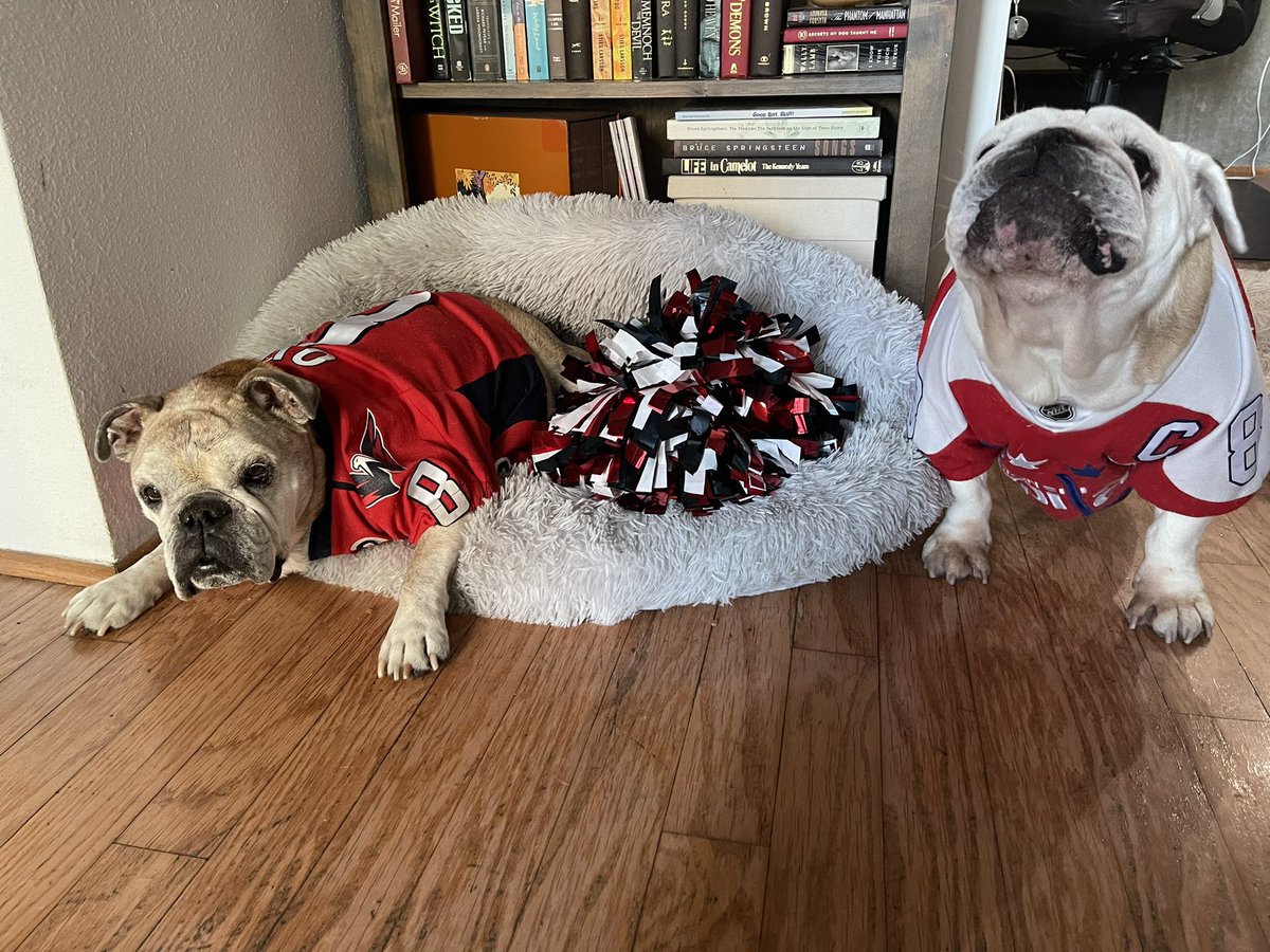 OvietheBulldog's tweet photo. IT’S HOCKEY O’CLOCK! #ALLCAPS #ROCKTHERED #LETSGOCAPS Sunday nap time is OVER! Time for HOCKEY! #GAMEFACE #CAPSBULLDOG #CAPITALSBULLDOG https://t.co/NsI2ctbzxw
