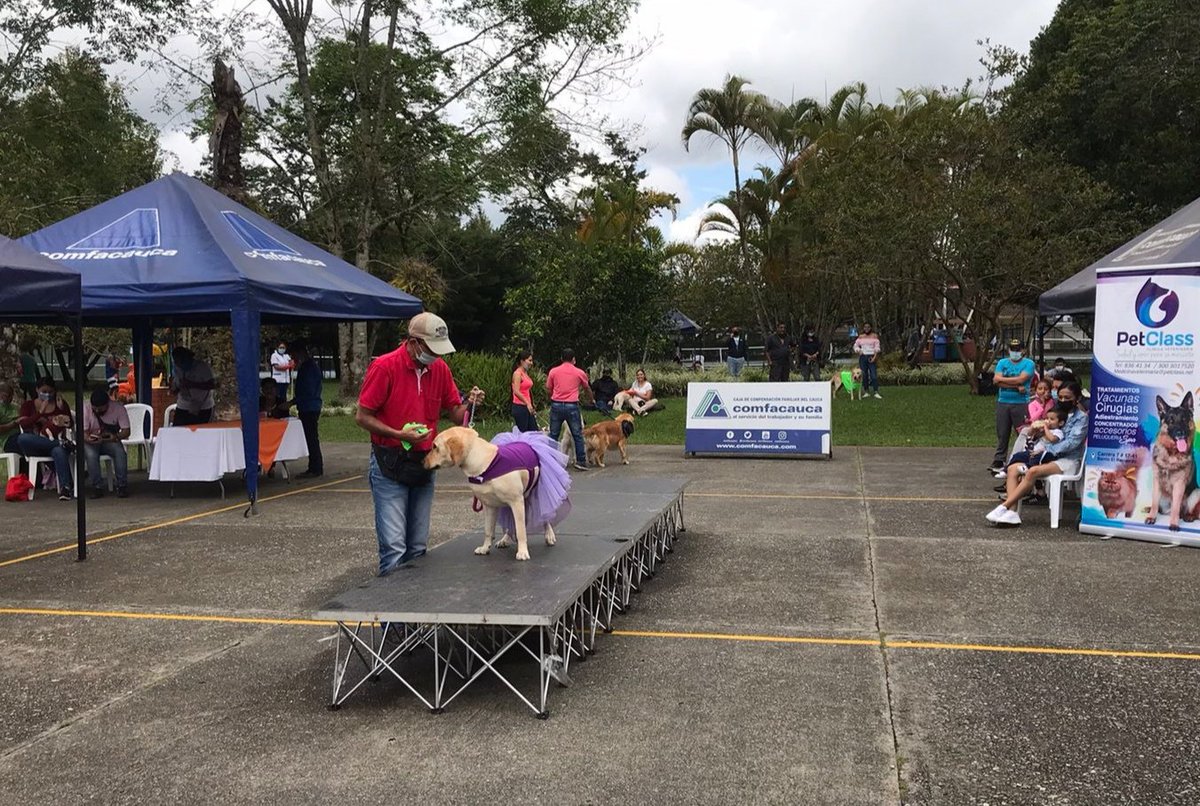 elpoderoso143's tweet photo. Mi niña Violeta 🐕🦺 obtuvo el 2o lugar en obediencia de la feria canina anual de @comfacauca
🐕🦺🐾❤️👏🏆🏅
#Popayan #Comfacauca https://t.co/LTERfUio4X