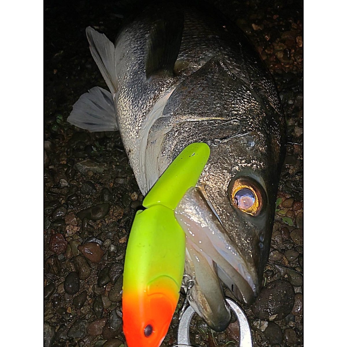 dj_luxy's tweet photo. #cork150 #コーク150 #fishman #フィッシュマン #シーバス
初投げ極太ヘビー級ランカー
81cm
あざす https://t.co/c7zVsrmoZt