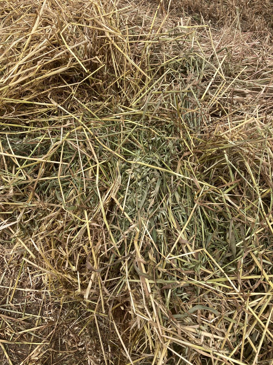 welbybryant1's tweet photo. More yellow than green in this sample #wethay https://t.co/eNCi9Kc0Ix