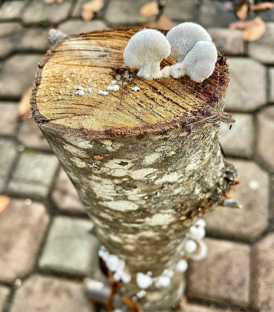 Kwaichi1969's tweet photo. #whats #the #wood #fur https://t.co/mor0ic9ScH