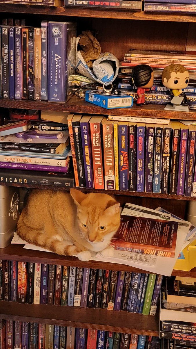 StephensTrek's tweet photo. My cat investigating my #StarTrek shelf
#CatsOfTwitter #CatTrek https://t.co/5pUsZ7sMlt