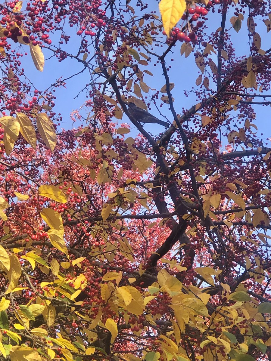 Emjay1028's tweet photo. #TFW #Boston can’t make up its mind: is it #fall or #spring on the #Esplanade? 🐦🌸🍁🍂🤷🏻♀️ #Birds #CherryBlossoms #ViewFromMorningRun #LongRunDay #SundayRunday #RunnerBliss https://t.co/nh8dp77gsS