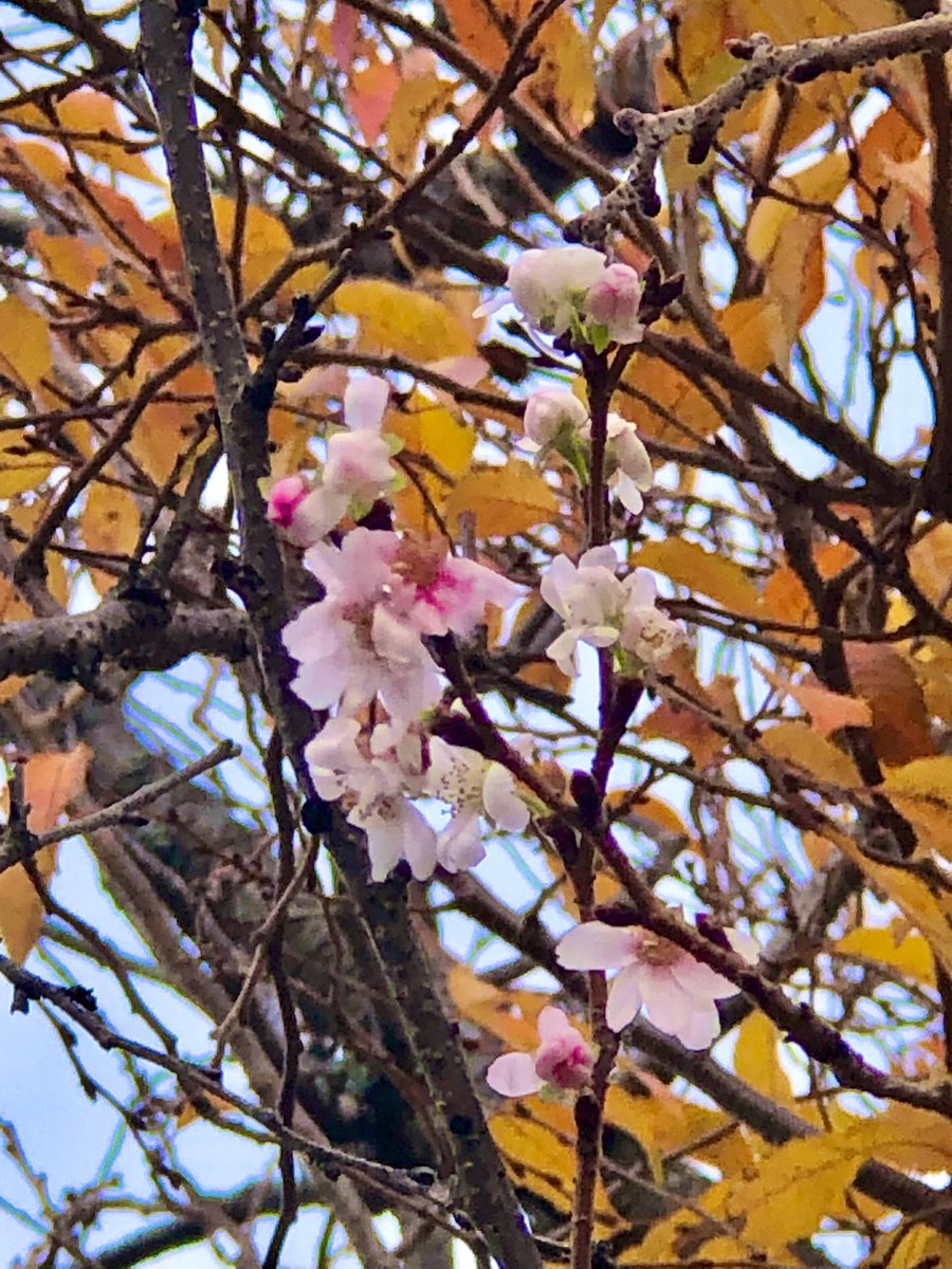 Emjay1028's tweet photo. #TFW #Boston can’t make up its mind: is it #fall or #spring on the #Esplanade? 🐦🌸🍁🍂🤷🏻♀️ #Birds #CherryBlossoms #ViewFromMorningRun #LongRunDay #SundayRunday #RunnerBliss https://t.co/nh8dp77gsS
