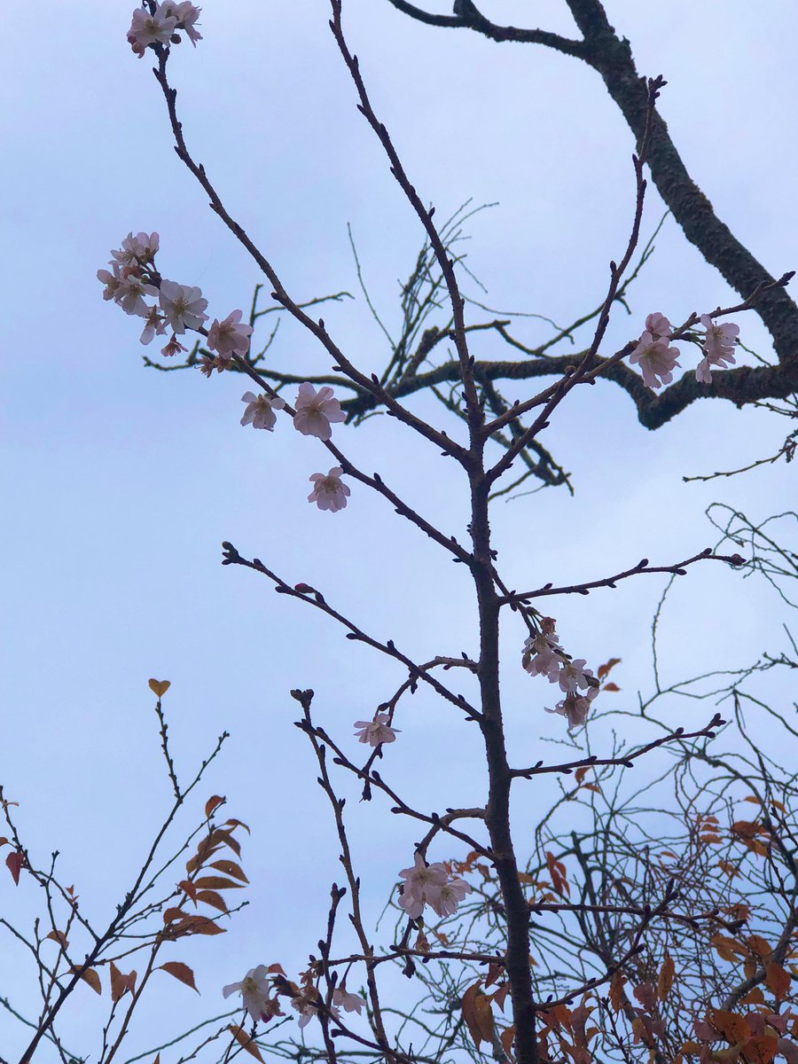 Emjay1028's tweet photo. #TFW #Boston can’t make up its mind: is it #fall or #spring on the #Esplanade? 🐦🌸🍁🍂🤷🏻♀️ #Birds #CherryBlossoms #ViewFromMorningRun #LongRunDay #SundayRunday #RunnerBliss https://t.co/nh8dp77gsS