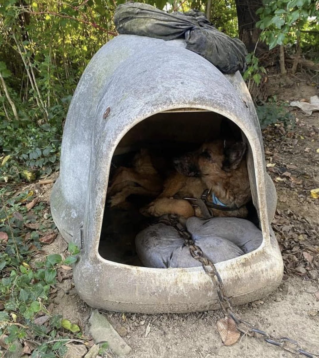 reddogsusie's tweet photo. #MEMPHIS #TN
🆘🆘HELP NEEDED Macy 7yo CRUELTY CONFISCATION💔HAS BEEN RESCUED by PAWS NE but they need help for her extensive veterinary care. If U can help pls donate:
PayPal: https://t.co/UZ9TJZuyWx
Web: https://t.co/zLPPMQNQS2
Pls ref:Macy #MASA9412
TY🙏🏻
https://t.co/wmXRY6rAC8 https://t.co/1TjeJSCVTJ