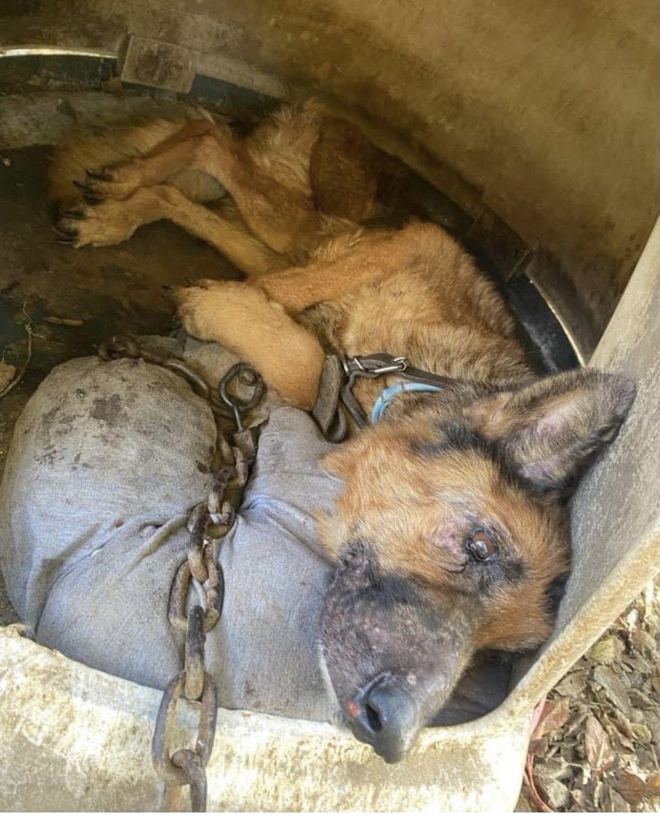 reddogsusie's tweet photo. #MEMPHIS #TN
🆘🆘HELP NEEDED Macy 7yo CRUELTY CONFISCATION💔HAS BEEN RESCUED by PAWS NE but they need help for her extensive veterinary care. If U can help pls donate:
PayPal: https://t.co/UZ9TJZuyWx
Web: https://t.co/zLPPMQNQS2
Pls ref:Macy #MASA9412
TY🙏🏻
https://t.co/wmXRY6rAC8 https://t.co/1TjeJSCVTJ