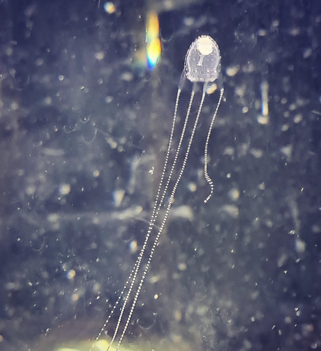 First #catch of the season. Last week we got a chance to head out and sample for #irukandji #jellyfish and we got one. Can you guess what he has been fed?