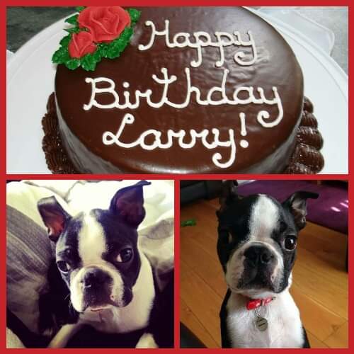  Happy 8th Birthday Larry Bird Kelly!!! 