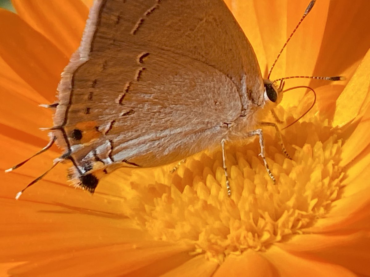The color, the texture, the shape-oh my!! #aesthetic #nature