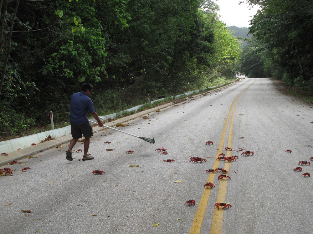 Parks_Australia's tweet photo. With red crab migration in full swing on Christmas Island 🏝️, the crabs are turning up everywhere, including at the door of an office block 😮! 

Our staff have been out managing traffic 🚦, raking crabs off roads 🛣️ and providing updates to the community on road closures 🚧. https://t.co/nuYQmNcRST