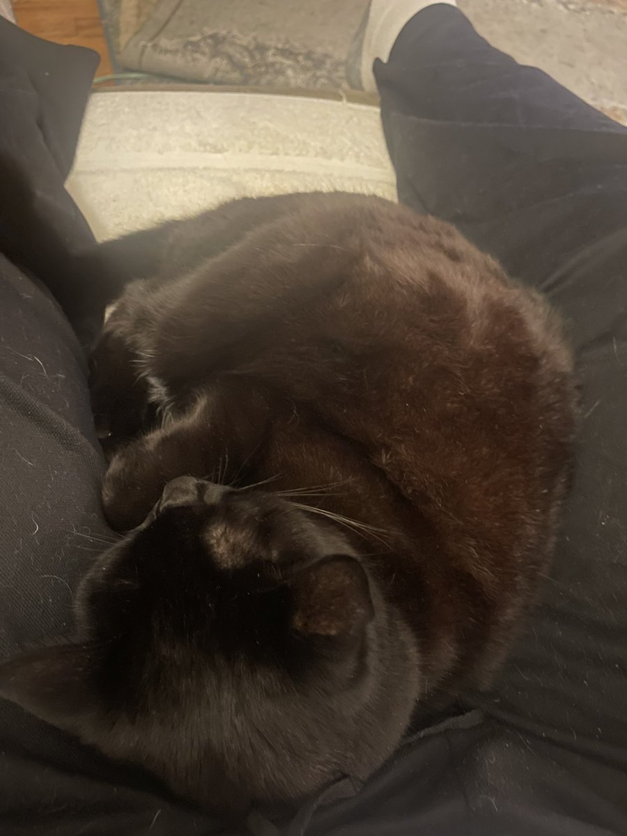 eedoogie's tweet photo. How the heck am I supposed to get a refill???? #KittyProblems #LapCat https://t.co/YZyhHqu62b