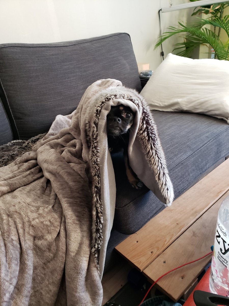 dm_clune's tweet image. Looking forward to Lift next weekend, but already going to miss this little man. Only ever left him for one night, since I got him 2 years ago.