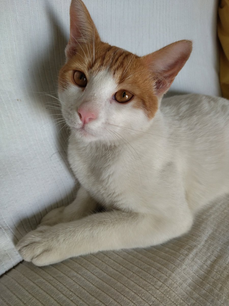 TeresaPestana4's tweet photo. Por ser felinos con un gran encargo
Proteger a su humano decirle a esa entidad largo!!!!. miauuu 🐈🐾
Entonces me preguntó...
..de dónde vienen los gatos⁉️
Y tú minino, de dónde vienes? 😉😊
Amo a los felinos pequeñines.. los gatitos compañeros..🐈🐾
👇 A ti mi amado 🐈😍 https://t.co/2bOgOartRN