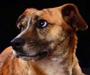 10 meses lleva Tigrito en hogar temporal pagado, sin ninguna familia interesada por adoptarlo😔. Cada semana debemos contar con $25.000 para pagar su estadía, y es por eso que cada cierto tiempo recurro a ustedes para que nos tiendan una mano amiga🙏🏻❤️. Todo pesito suma!🐶