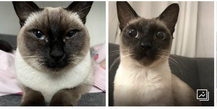 21년 확찐자 아키
                                                 19년 아키