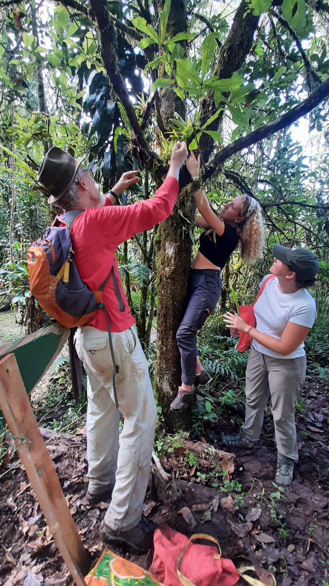 CloudbridgeR's tweet photo. Es bonito recoger las bromelias del suelo y colocarlas en los árboles para que puedan continuar viviendo una vida feliz en el #bosquenuboso #epifita
It's nice to pick bromeliads off the ground and place them in trees to continue living a happy life in the #cloudforest.  #Epiphyte https://t.co/jgjRwGBVMp