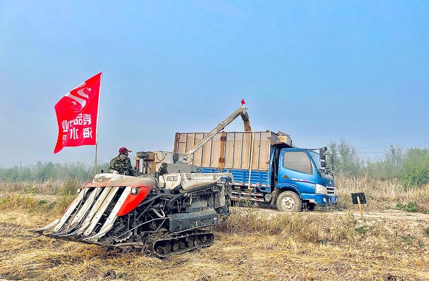 近日，天津袁隆平海水稻基地的1500畝海水稻喜獲豐收，標誌著團泊窪鹽鹼地海水稻示範項目取得實驗種植的初步成功。海水稻是在現有自然存活的高耐鹽鹼野生稻的基礎上，利用雜交育種技術，選育出可供產業化推廣的、在鹽度不低於 0.3% 的鹽鹼地能正常生長且產量能達到每畝300公斤的水稻品種。
