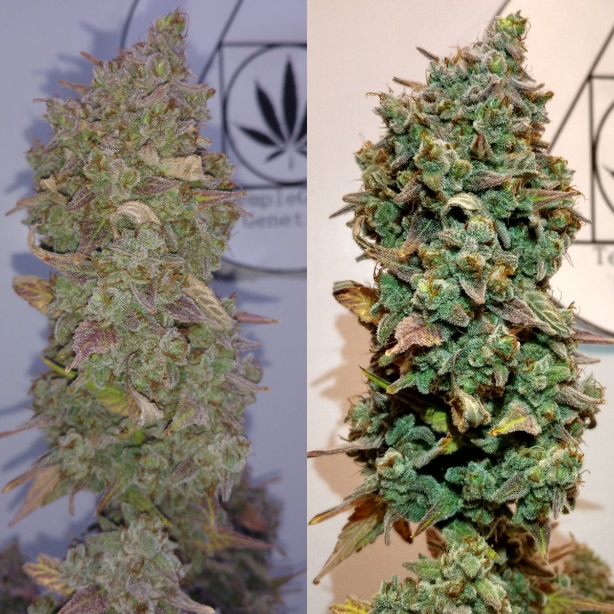TempleGrower's tweet photo. Finally got my #DoubleGrapes down. 412 wet gs off these 3 little plants. Not bad! That 👃 tho! Been 😤 scissor hash for the last few hours thanks to these resinous bastards! Thanks again to @donfazool for the #seeds!🍇🍇🌱

#GrowYourOwn #BreedYourOwn #Cannabis #MephistoGenetics https://t.co/8gbJZfmTBm