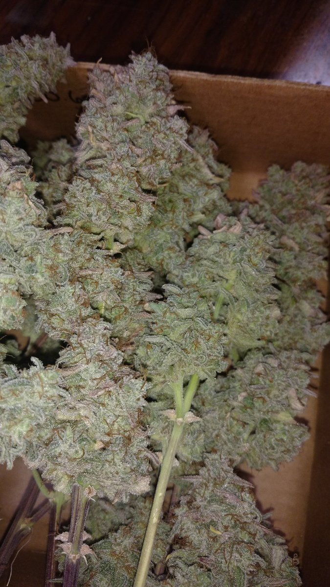 TempleGrower's tweet photo. Finally got my #DoubleGrapes down. 412 wet gs off these 3 little plants. Not bad! That 👃 tho! Been 😤 scissor hash for the last few hours thanks to these resinous bastards! Thanks again to @donfazool for the #seeds!🍇🍇🌱

#GrowYourOwn #BreedYourOwn #Cannabis #MephistoGenetics https://t.co/8gbJZfmTBm