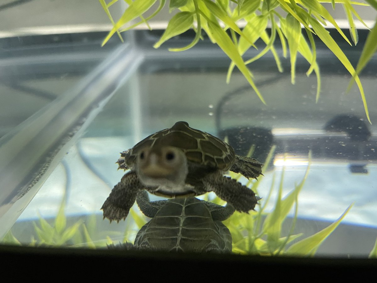 klgoldsmith8's tweet photo. @NatlAquarium We love our Diamond! https://t.co/QjBBTirCfL