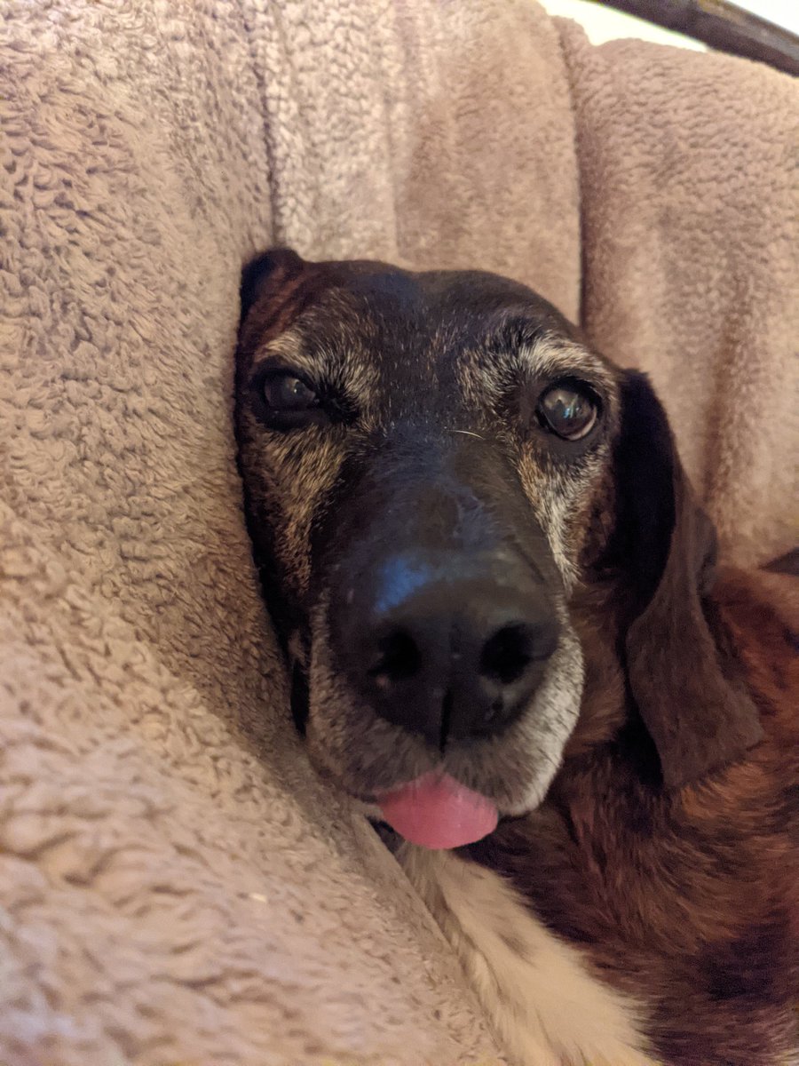 bTaIdm's tweet image. The biggest of #bleps