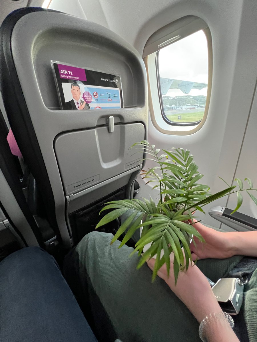Happy journeys: flying home from university (college) with my daughter. And a plant.