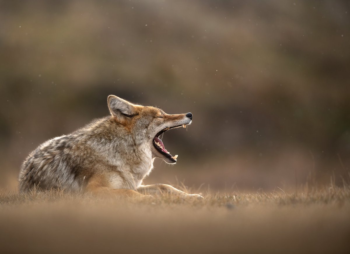 isaacspicz's tweet photo. Coyote yawn https://t.co/d5GWRhp40m