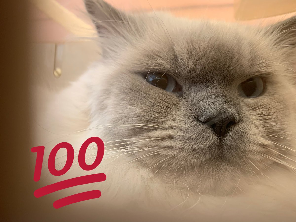 お久しぶりです😊

今日は経過観察2ヶ月目の検査に行ってきました🏥

今日も嫌嫌抵抗しながらも無事に血液検査頑張ってくれたプニです💉

プニ:注射嫌いだけど頑張ったにゃん😿✨

帰りの車の中ではぐっすり寝てました😴💤💤