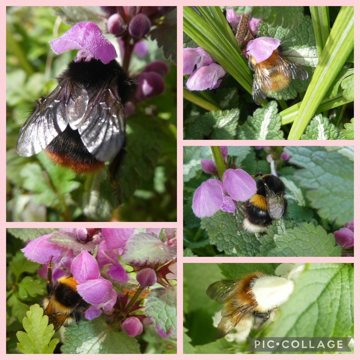 bumblebuddeez's tweet photo. #AlphabettyBlooms and L is for Lamium …. blooming on and off from March to November and loved by bumblebees 🐝🐝🐝🐝…. @garden_chamber #BeeTheChange @BumblebeeTrust https://t.co/EjSH8UKOIq