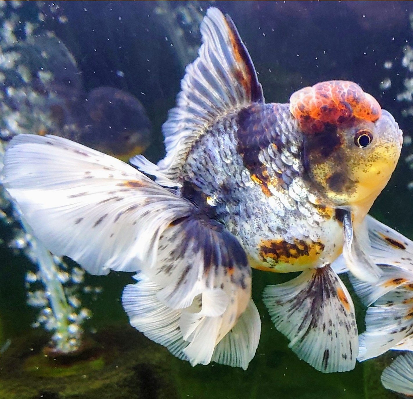 Mk 金魚e E O E 現在のスマホ待ち受けホーム画面はこの仔 金魚 ローズテールオランダ T Co Cgka8zk2r6 Twitter