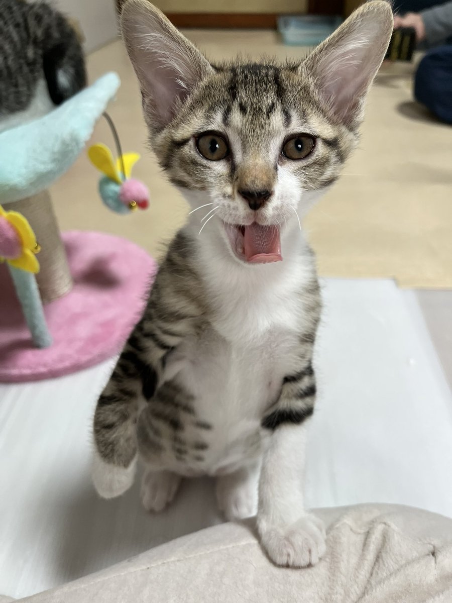 tsukinoshippo's tweet photo. アラン🥰 https://t.co/m2JzdqsbiL