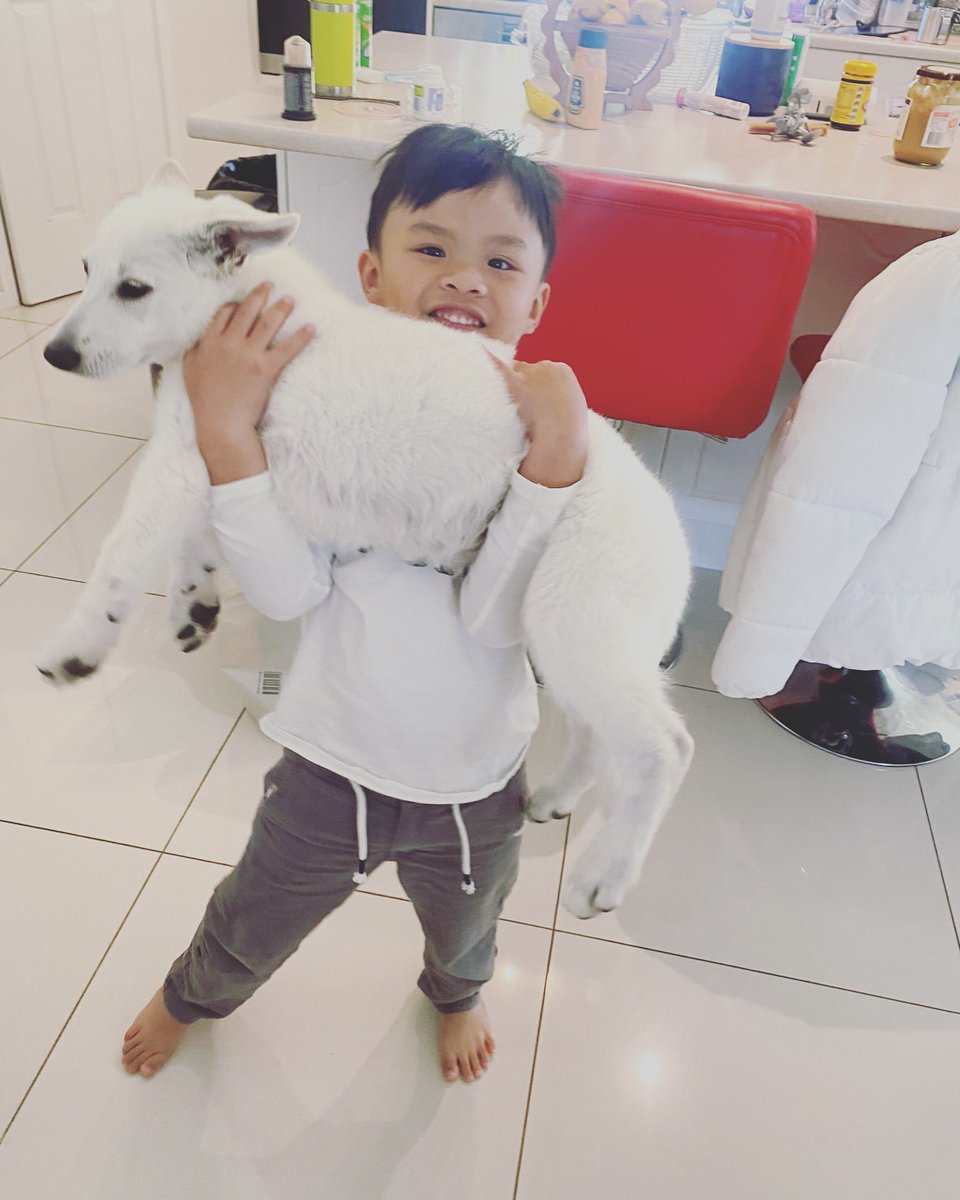 Going to take a pic of this every week, how many weeks until Xander can’t carry Zelda 😂 #puppy #whitegermanshepherd