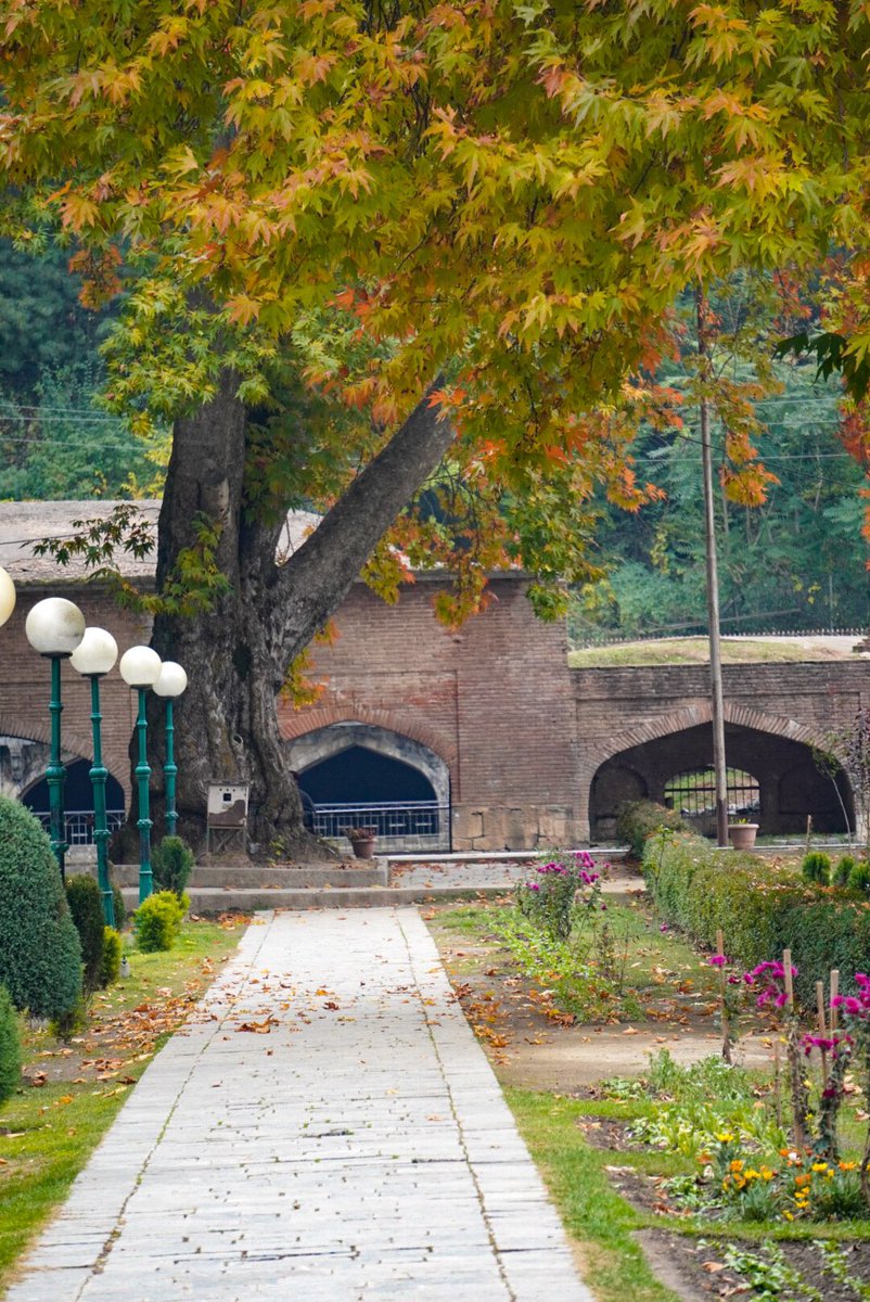 Zayeem0's tweet photo. Who loves to go for a relaxing walk in nature? Autumn is particularly beautiful, with all the colourful leaves 🍁🍂
#autumn #kashmir #kashmir❤️ #kashmirtourism #kashmirvalley #jktourism #jammukashmirtourism #chinar #kashmirframes #incredibleindia @JandKTourism @incredibleindia https://t.co/VQ3JJIjGsh