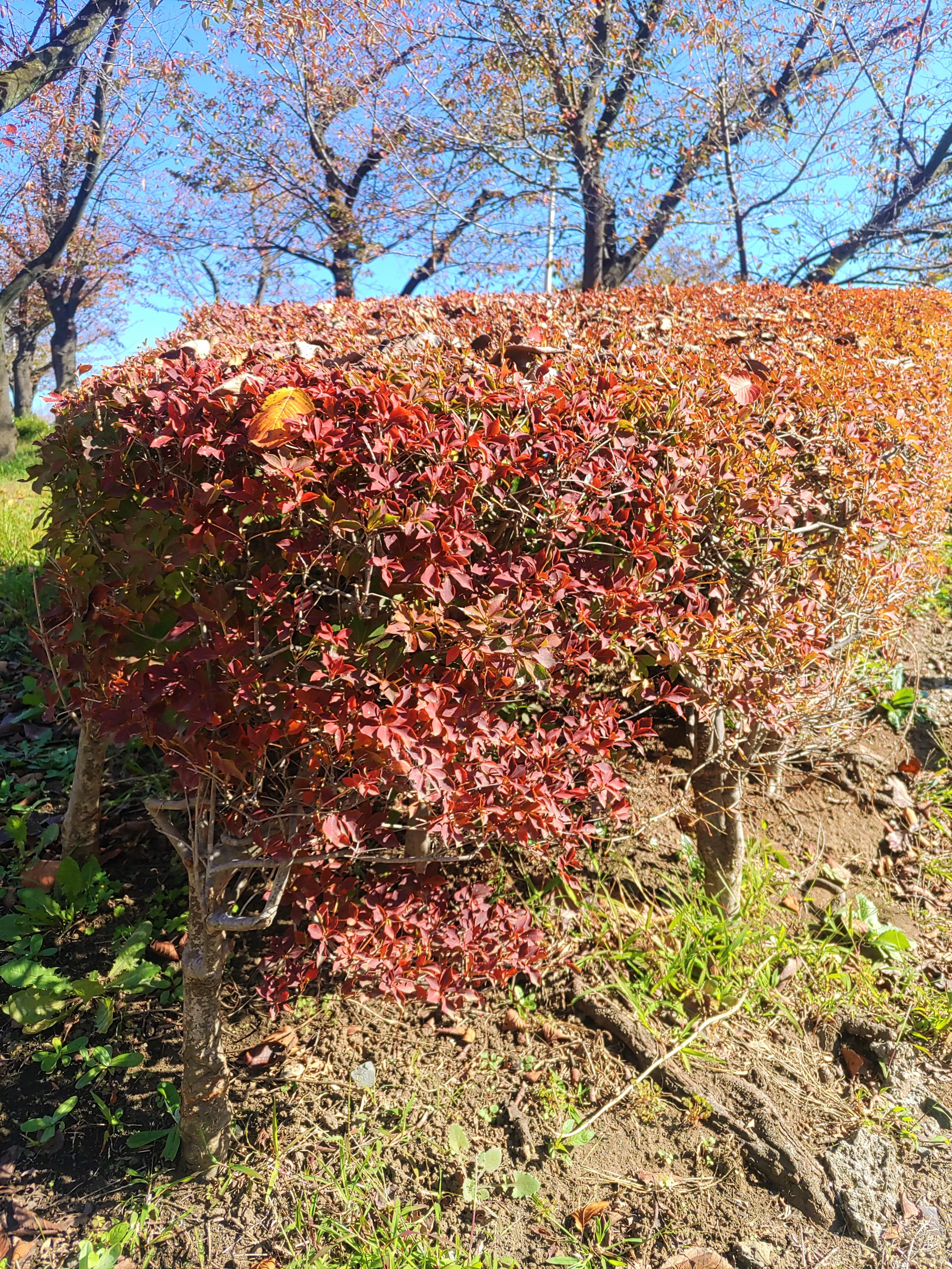 台東区公園課 Taito Park 11月とは思えないほど 暖かい日が続いていますが 樹木は少しずつ紅葉し始めました 高木も 低木も紅葉し始め 季節の移ろいを感じます ぜひ お近くの公園や街路樹でも紅葉している樹がないか探してみてください 紅葉