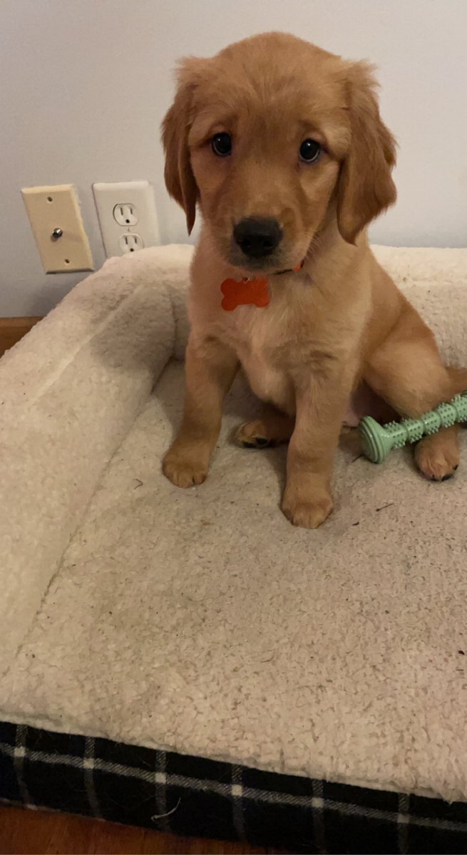 Rejjin's tweet photo. Wow, two posts in one night… I just can’t think of a better place to SPAM photos of Nala!! https://t.co/7SqGLWBjJZ