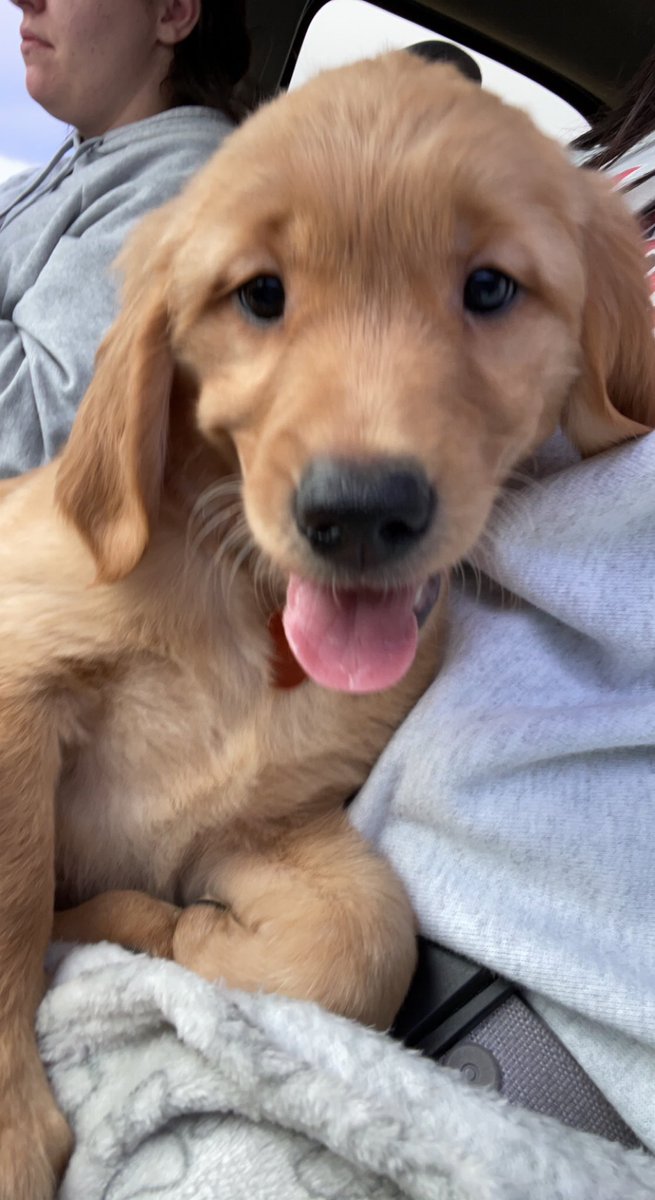 Rejjin's tweet photo. Wow, two posts in one night… I just can’t think of a better place to SPAM photos of Nala!! https://t.co/7SqGLWBjJZ
