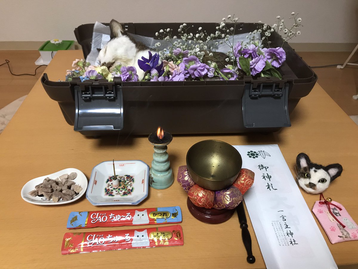mizorekurimu's tweet photo. 【ご報告】

実は皆様にショッキングな事実をお伝えしないといけないのですが…。

11/13(土)夕方頃　入院先の病院にて

ひーちゃんこと、柊ちゃんが永眠しました。

保護当時から応援、見守りいただいた方へ
彼女に代わりまして、厚く御礼申し上げます。

本当に精一杯に生を���うした猫ちゃんでした。 https://t.co/9ZbZmJrFjR